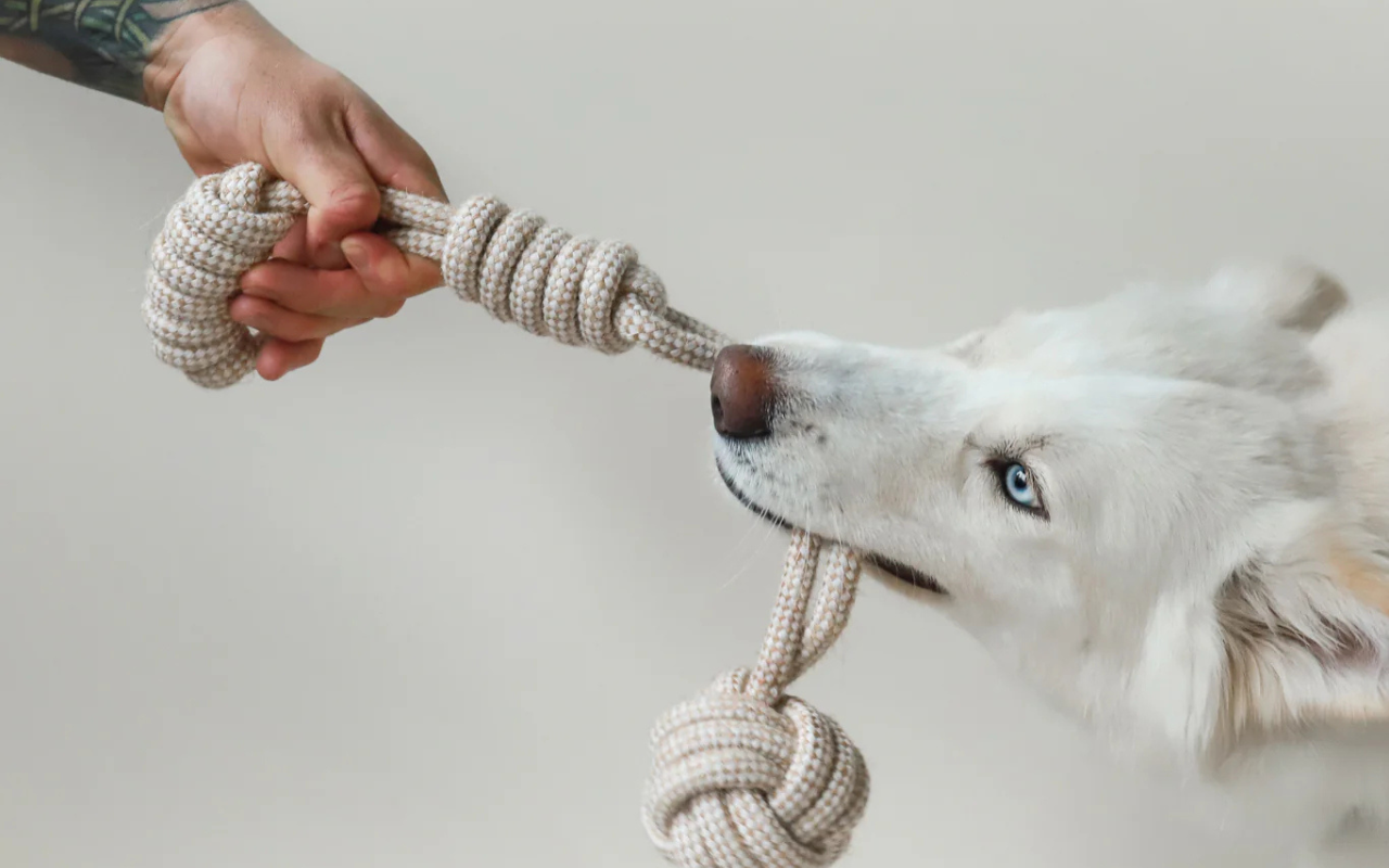 Keep Your Dog Engaged and Healthy with Petenkoiratarvike’s Interactive Dog Toys